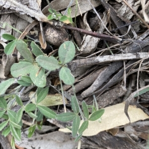 Glycine clandestina at Hughes, ACT - 13 Jun 2020