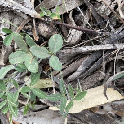 Glycine clandestina (Twining Glycine) at Hughes, ACT - 12 Jun 2020 by KL