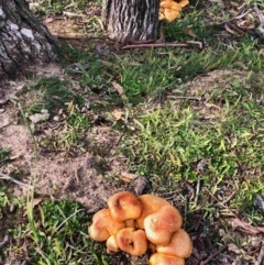 Gymnopilus junonius (Spectacular Rustgill) at Dunlop, ACT - 13 Jun 2020 by KMcCue