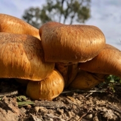 Gymnopilus junonius at Dunlop, ACT - 13 Jun 2020 11:28 AM