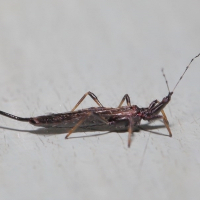 Idolothrips spectrum (Giant thrips) at Acton, ACT - 12 Jun 2020 by TimL