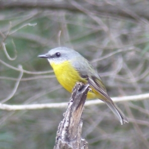 Eopsaltria australis at Black Range, NSW - 13 Jun 2020