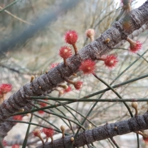 Allocasuarina verticillata at Jerrabomberra, ACT - 13 Jun 2020