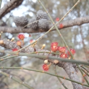 Allocasuarina verticillata at Jerrabomberra, ACT - 13 Jun 2020