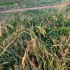 Paspalum dilatatum (Paspalum) at Hawker, ACT - 29 May 2020 by MervynAston