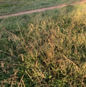 Paspalum dilatatum at Hawker, ACT - 29 May 2020