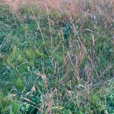 Bothriochloa macra (Red Grass, Red-leg Grass) at Hawker, ACT - 28 May 2020 by MervynAston