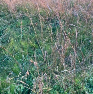 Bothriochloa macra at Hawker, ACT - 29 May 2020