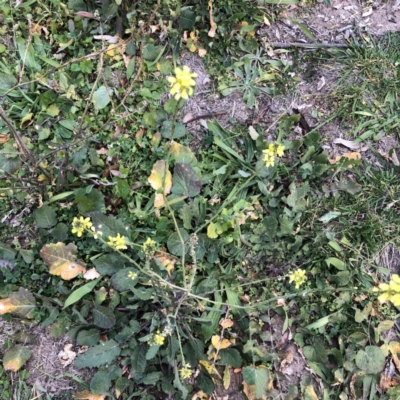 Hirschfeldia incana (Buchan Weed) at Scriveners Hut - 11 Jun 2020 by ruthkerruish