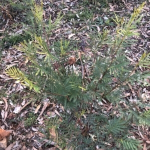 Acacia decurrens at Yarralumla, ACT - 11 Jun 2020 04:20 PM