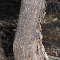 Termitoidae (informal group) (Unidentified termite) at Hackett, ACT - 12 Jun 2020 by TimL