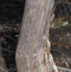 Termitoidae (informal group) at Hackett, ACT - 12 Jun 2020