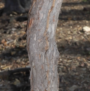 Termitoidae (informal group) at Hackett, ACT - 12 Jun 2020