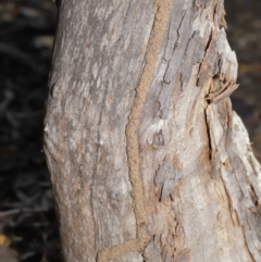 Termitoidae (informal group) at Hackett, ACT - 12 Jun 2020