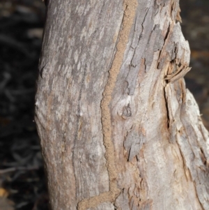 Termitoidae (informal group) at Hackett, ACT - 12 Jun 2020