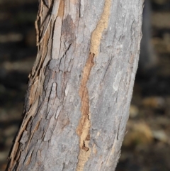 Termitoidae (informal group) at Hackett, ACT - 12 Jun 2020