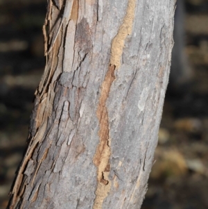 Termitoidae (informal group) at Hackett, ACT - 12 Jun 2020