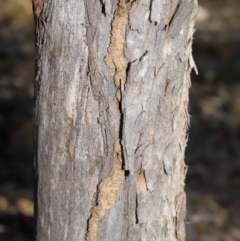 Termitoidae (informal group) at Hackett, ACT - 12 Jun 2020