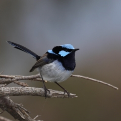 Malurus cyaneus (Superb Fairywren) at Hackett, ACT - 12 Jun 2020 by jb2602