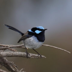 Malurus cyaneus (Superb Fairywren) at Hackett, ACT - 12 Jun 2020 by jbromilow50