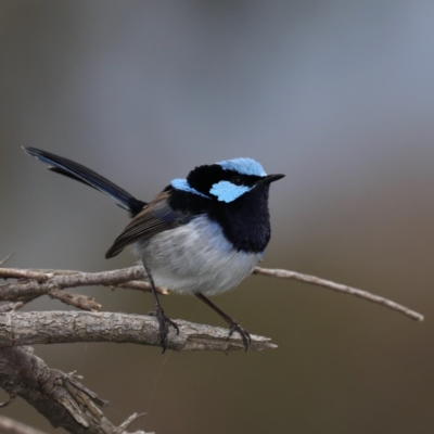 Malurus cyaneus (Superb Fairywren) at Mount Ainslie - 12 Jun 2020 by jb2602