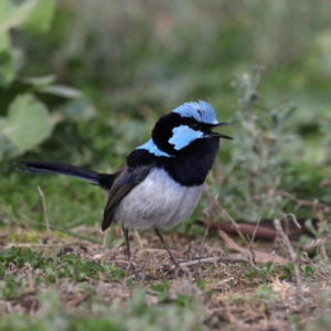 Malurus cyaneus at Hackett, ACT - 12 Jun 2020