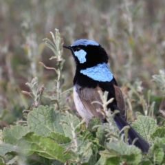 Malurus cyaneus at Hackett, ACT - 12 Jun 2020