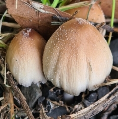 Coprinellus micaceus/truncorum (Ink Cap) at Callala Beach, NSW - 13 Jun 2020 by AaronClausen