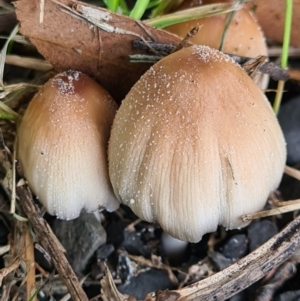 Coprinellus micaceus/truncorum at Callala Beach, NSW - 13 Jun 2020