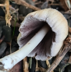 Coprinellus micaceus/truncorum at Callala Beach, NSW - 13 Jun 2020