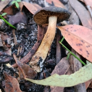 Cortinarius sp. at Callala Beach, NSW - 13 Jun 2020 06:21 AM