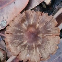 Inocybe sp. (Inocybe) at Callala Creek Bushcare - 12 Jun 2020 by AaronClausen