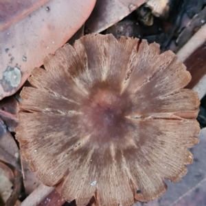 Inocybe sp. at Callala Beach, NSW - 13 Jun 2020