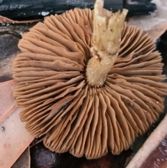 Inocybe sp. at Callala Beach, NSW - 13 Jun 2020