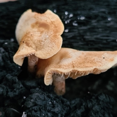 Agarics gilled fungi at Callala Beach, NSW - 13 Jun 2020 by AaronClausen