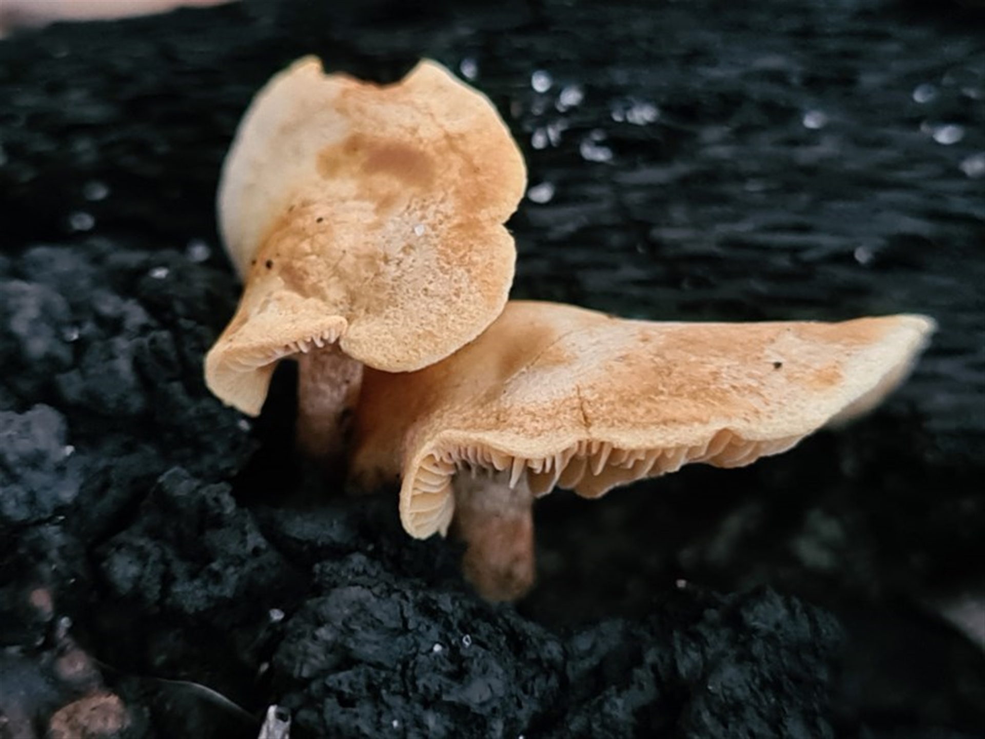 Agarics gilled fungi at Callala Beach, NSW - 13 Jun 2020 06:36 AM