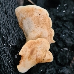 Agarics gilled fungi at Callala Beach, NSW - 13 Jun 2020