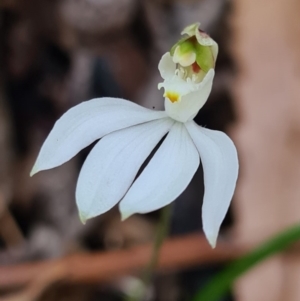 Caladenia picta at Callala Beach, NSW - suppressed