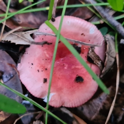 Russula persanguinea (Russula persanguinea) at Callala Creek Bushcare - 12 Jun 2020 by AaronClausen