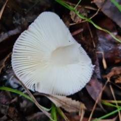 Russula persanguinea at Callala Beach, NSW - 13 Jun 2020