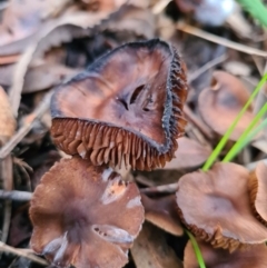 Cortinarius sp. (Cortinarius) at Callala Beach, NSW - 12 Jun 2020 by AaronClausen