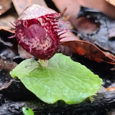 Corysanthes fimbriata (Fringed Helmet Orchid) at Callala Beach, NSW - 13 Jun 2020 by AaronClausen