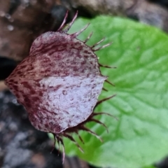 Corysanthes fimbriata at Callala Beach, NSW - suppressed