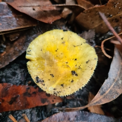 Russula sp. (Russula) at Callala Creek Bushcare - 12 Jun 2020 by AaronClausen