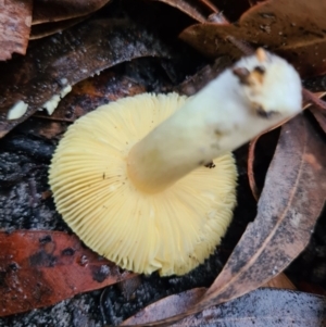 Russula sp. (genus) at Callala Beach, NSW - 13 Jun 2020