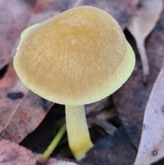 Pluteus sp. at Callala Beach, NSW - 13 Jun 2020 by AaronClausen