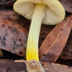 Pluteus sp. at Callala Beach, NSW - 13 Jun 2020