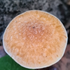 Gymnopilus sp. (Gymnopilus) at Callala Beach, NSW - 13 Jun 2020 by AaronClausen