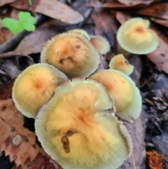 Hypholoma fasciculare (Hypholoma fasciculare) at Callala Creek Bushcare - 12 Jun 2020 by AaronClausen