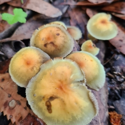 Hypholoma fasciculare (Hypholoma fasciculare) at Callala Beach, NSW - 12 Jun 2020 by AaronClausen